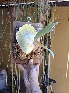 Platycerium Willinckii Gigante do Emílio