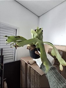 Coronarium Tailândia