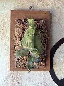 Platycerium Elemaria