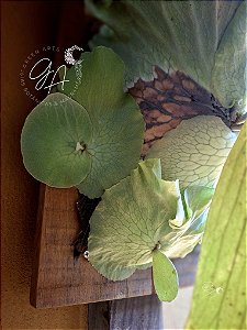 Platycerium Elemaria