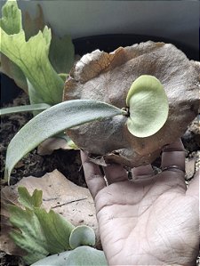 Platycerium Willinckii Gigante do Emílio (corte)