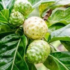 300 Sementes da Fruta Noni Frutas Gigantes