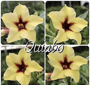 Quiabo