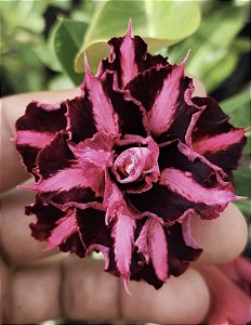 Black Lady