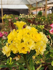 MIRASOL