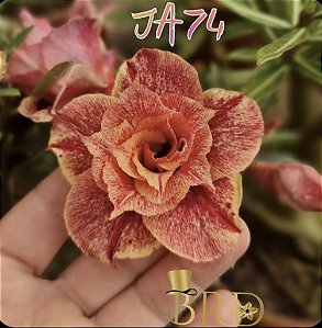 JA 74