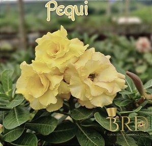 Pequi