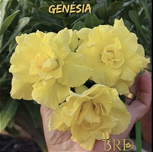 GENESIA