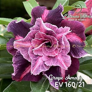 Grape Amarilis