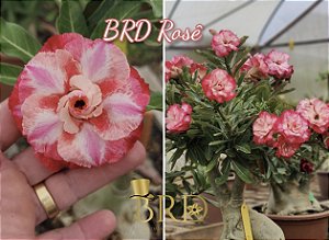 BRD ROSÊ