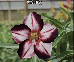 Mineira