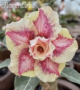 Florentina