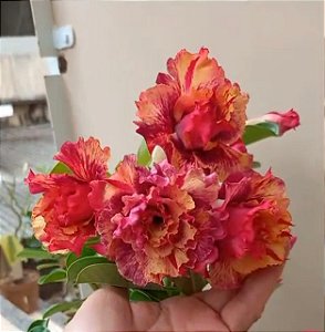 Meus Amores
