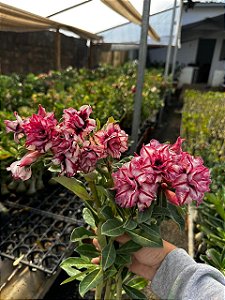 Lindissima Perfumada