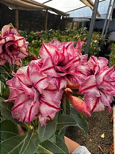 Lindissima Perfumada