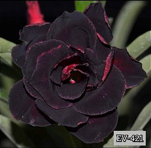 EV 421