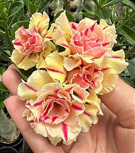 Triple Wish Perfumada