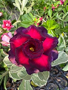 Variegata Meting Lover