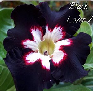 Rosa do Deserto BLACK LOVER