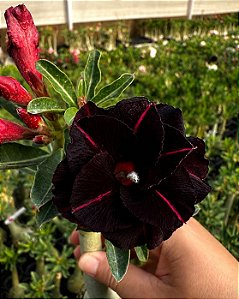 Diamante Negro