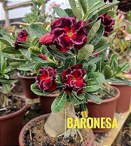 Baronesa