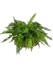 Arranjo Samambaia Artificial de Toque Real