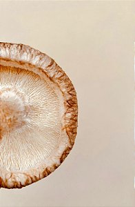 Cogumelo Shitake Premium- Kg