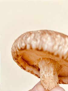 Cogumelo Shitake Premium - 500g