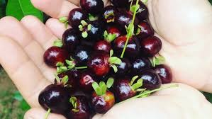 Polpa De Grumixama Congelada 1 kg - CARLOS ALBERTO