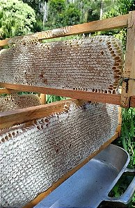 FAVO DE MEL IN NATURA 300g