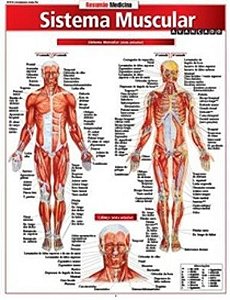 Resumão - Sistema Muscular Avançado
