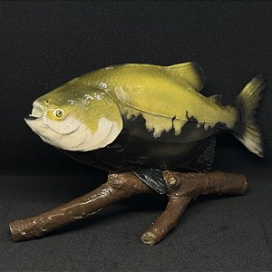 Escultura artesanal de Tambaqui feita a mão