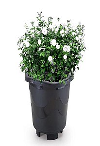 Vaso Redondo Pequeno Preto 2 litros Planta Flor Casa Jardim