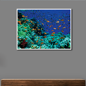 Quadro Decorativo Peixes Coloridos no Coral