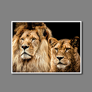 Quadro Decorativo Casal de Leões na Horizontal