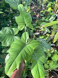 Phiolodendron Nadruzianum