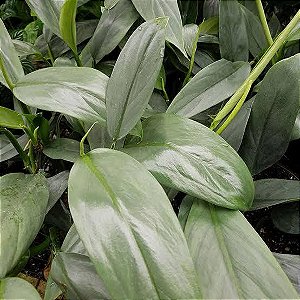 Philodendron Hastatum ´Silver Sword`
