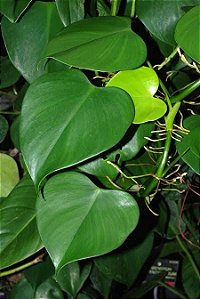 Philodendron MIcrostictum