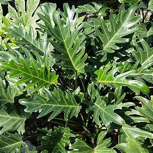 Philodendron Xanadu