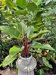 Philodendron  Red Beauty