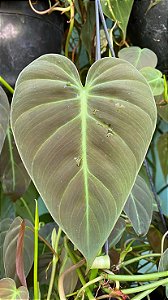 Philodendron Micans