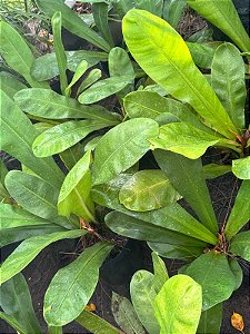 Philodendron Linnaei