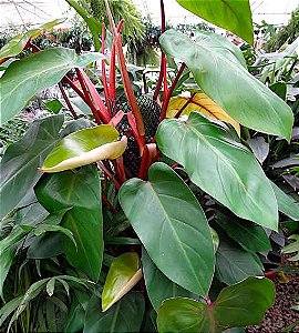 Philodendron Erubescens