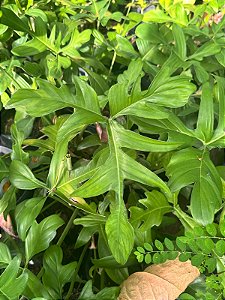 Philodendron  Pedatum