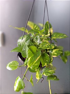 Jiboia