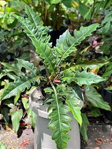 philodendron narrow