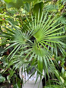 Palmeira Leque Prateada