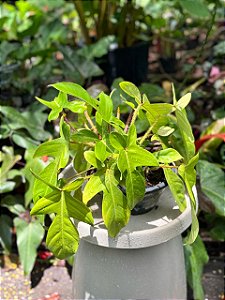 Philodendron Squamiferum
