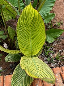 Cana Índica Variegata
