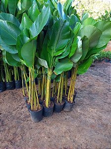 Calathea Lutea (Maranta Charuto)